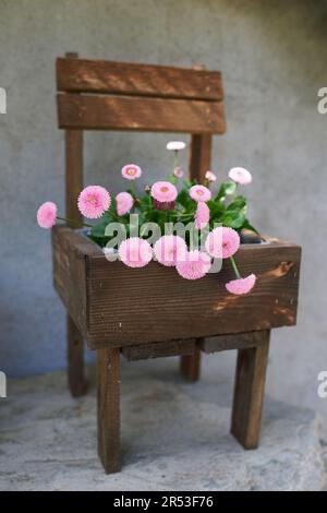 Pink daisy flowers growing in tiny chair pot, country style decoration Stock Photo