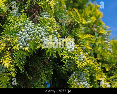 Female cones of Lawson's cypress, Chamaecyparis lawsoniana Stock Photo