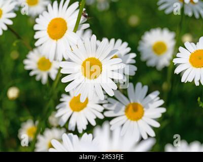 Flowering marguerites, Leucanthemum, in spring Stock Photo