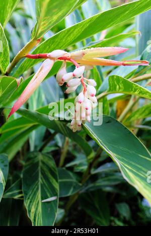 Blooming Alpinia zerumbet Variegata, or shell ginger, at Chiang Kai-Shek Memorial Park in Taipei, Taiwan; ginger pink and white buds and flowers. Stock Photo