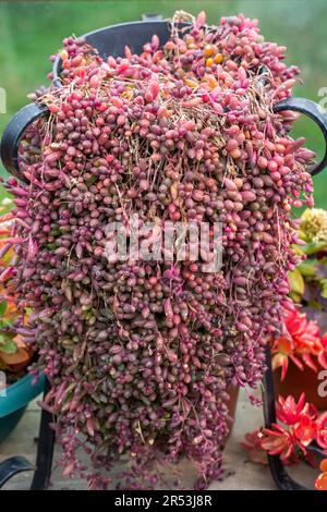 Othonna capensis 'Ruby Necklace', succulent plant Stock Photo - Alamy