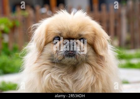 Pekingese dog cute pet animal Stock Photo