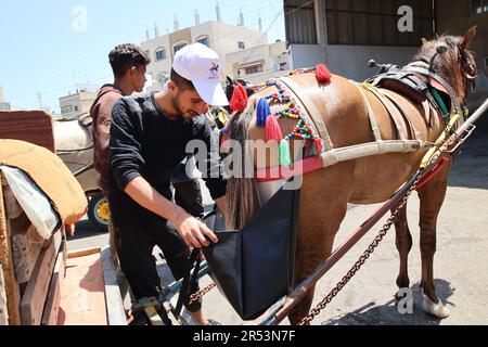 A Palestinian activist puts diapers for horse as he conduct the initiative of 'Horse Etiquette' in Deir al-Balah City central Gaza Strip. Palestinian activists are implementing an initiative called 'A Horse on Etiquette'. They put diapers for animals, which are implemented by the Seeds Theater Association for Culture and Arts, funded by the Abdul Mohsen Qattan Cultural Foundation, which targets animals that pull carts in order to reduce street pollution due to the excrement of these animals to preserve the environment in Deir al-Balah City central Gaza Strip. Stock Photo
