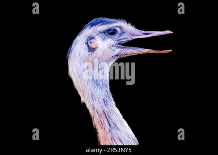 Beautiful Ema or Greater Rhea (Rhea americana) in the Brazilian wetland. Stock Photo