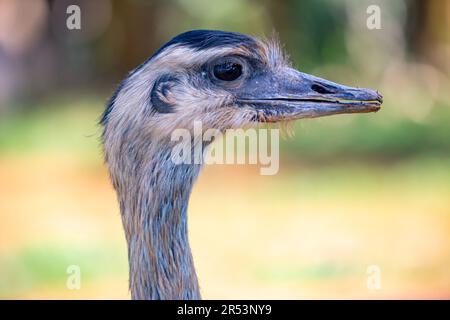 Beautiful Ema or Greater Rhea (Rhea americana) in the Brazilian wetland. Stock Photo