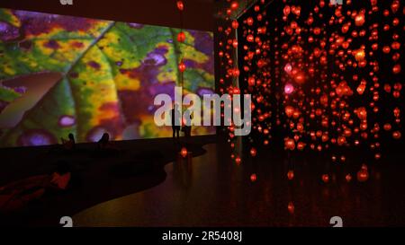 Houston, USA. 31st May, 2023. Pixel Forest and Worry Will Vanish, presentations by Swiss artist Pipilotti Rist, are on display at the Museum of Fine Arts, Houston, Texas, the United States, on May 31, 2023. The exhibition Pipilotti Rist: Pixel Forest and Worry Will Vanish is held here from March 12 to Sept. 4. Credit: Xu Jianmei/Xinhua/Alamy Live News Stock Photo
