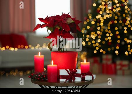 Potted poinsettia and burning candles on coffee table in decorated room. Christmas traditional flower Stock Photo