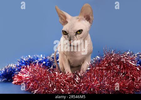Adorable Sphynx cat with colorful tinsels on blue background Stock Photo