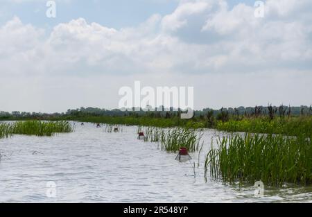 Crawfish or crayfish traps submerged in a flooded rice paddy in Louisiana with cloudy skies above. Stock Photo