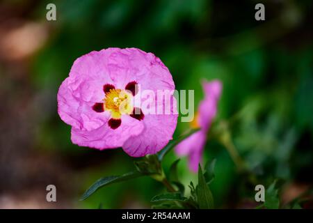 Close of the a Pink Desert Five Spot Wildflower with droplets of water on the petals Stock Photo