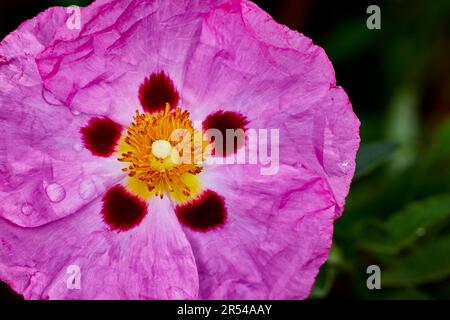 Close of the a Pink Desert Five Spot Wildflower with droplets of water on the petals Stock Photo