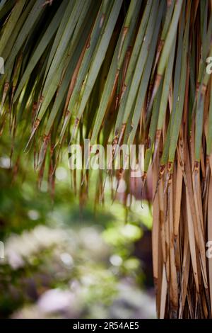 Close up of the Frawns of a Palm Tree Stock Photo