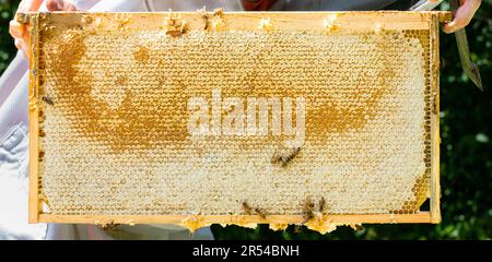 Beekeeper holding up a capped frame of honey Stock Photo