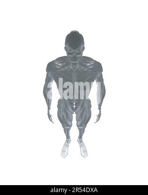 Human anatomy. Male body muscular system model. Anatomy of male muscular system - posterior and anterior view - full body. Polygonal body of man. 3D. Stock Vector