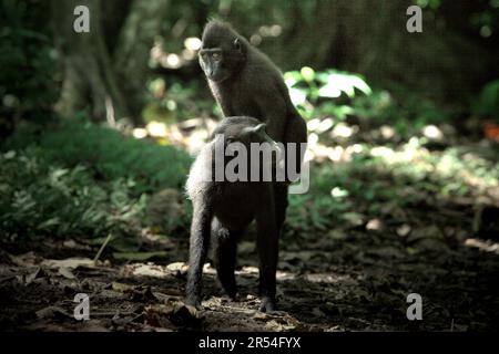 A juvenile of Sulawesi black-crested macaque (Macaca nigra) climbs onto another young individual as they are having social activity in Tangkoko forest, North Sulawesi, Indonesia. Stock Photo