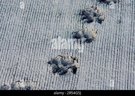 Footprint of dog on cement floor, concrete road. Stock Photo