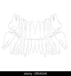 Teeth contour. Hand drawn different types of human tooth collection. Dentist graphic template. Engraving fangs and molars. Dental oral care. Toothache Stock Vector