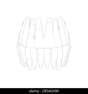 Teeth contour. Hand drawn different types of human tooth collection. Dentist graphic template. Engraving fangs and molars. Dental oral care. Toothache Stock Vector