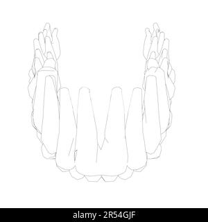 Teeth contour. Hand drawn different types of human tooth collection. Dentist graphic template. Engraving fangs and molars. Dental oral care. Toothache Stock Vector
