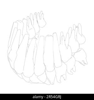 Teeth contour. Hand drawn different types of human tooth collection. Dentist graphic template. Engraving fangs and molars. Dental oral care. Toothache Stock Vector