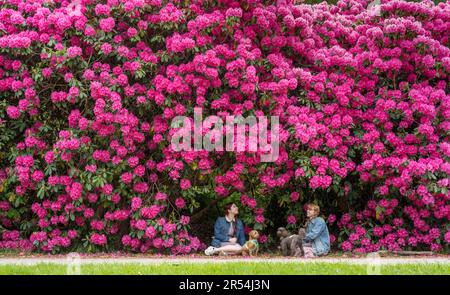 Abbotsford, the home of Sir Walter Scott, near Melrose, UK. 31st May, 2023. A huge dark pink rhododendron is in full bloom at Abbotsford, the home of Sir Walter Scott near Melrose, stopping visitors to the house and surrounding gardens in their tracks. Pic shows. Fausteja Eglynaite and Eva Reed with their dogs looking at the massive pink mass of blooms. Picture Credit: phil wilkinson/17�Թ����� Live News Stock Photo