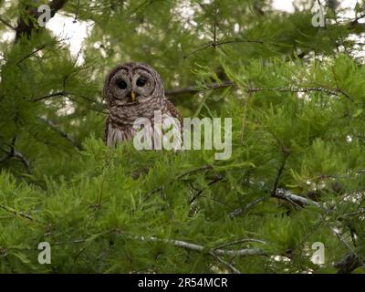 Alert barred owl perched in a bald cypress tree in Lake Martin, Louisiana. Stock Photo