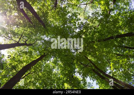 Bottom-up view of the tops of trees with young green foliage, the crown of forest trees among which the rays of the sun break through. Stock Photo