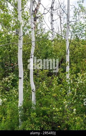 The slender white trunks of aspen trees stand in contrast to the spring green foliage around them. Stock Photo