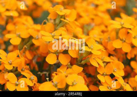 Siberian Wallflower (Cheiranthus allionii) Stock Photo