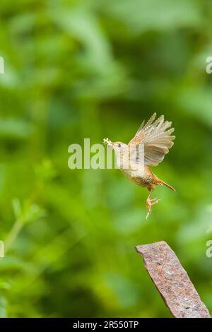 Eurasian wren Troglodytes troglodytes, adult flying from post with food for chicks in beak, Suffolk, England, May