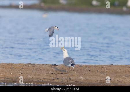 Common tern Sterna hirundo, adult defecating at Herring gull Larus argentatus adult in attempt to move it away from its nest, RSPB Minsmere nature res Stock Photo