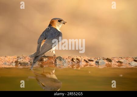 Red-rumped swallow collecting mud from a water point in a Mediterranean forest to make its nest Stock Photo
