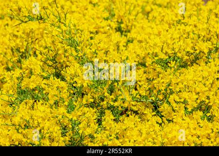 Genista lydia, Lydian broom, dwarf broom, common woadwaxen,  dwarf shrub, yellow pea-like flowers Stock Photo