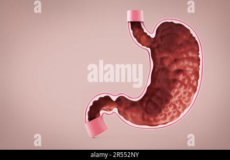 Human stomach illustration with detailed layers. 3D illustration. Stock Photo