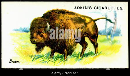 bison cigarettes Bison - Vintage Cigarette Card Stock Photo
