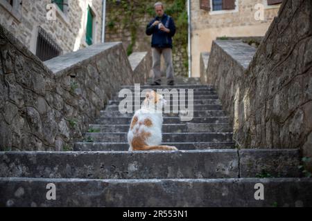 Kotor, Montenegro - A beautiful white and yellow stray cat posing on a stone staircase Stock Photo