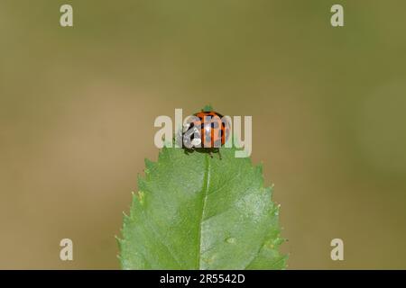 Closeup orange, red harlequin ladybird (Harmonia axyridis f. succinea) on a rose leaf. Family Coccinellidae. Dutch garden, May Stock Photo