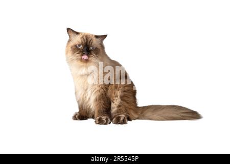 Shy Grumpy Cat. Meme Cat Isolated Whitebackground Stock Vector