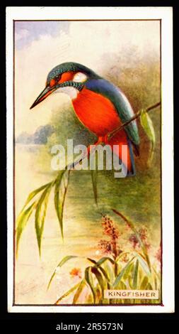 kingfisher cigarette Kingfisher - Vintage Cigarette Card Stock Photo