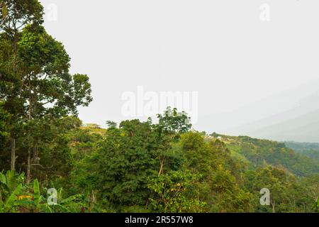 Forest with Mountains in the background Stock Photo