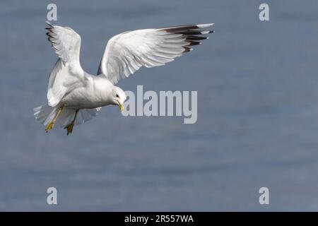 Common gull (Larus canus) above the River Tay, Perth, Perthshire, Scotland, UK. Stock Photo