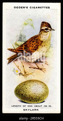 skylark tobacco The Skylark - Vintage Cigarette Card Stock Photo