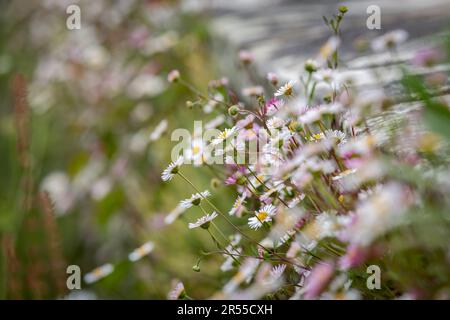 Fleabane daisies growing over a wall, with selective focus Stock Photo