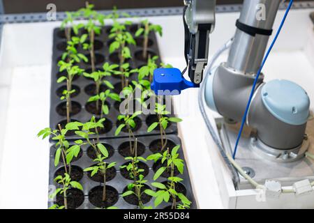 A robot in a greenhouse evaluates the quality of tomato seedlings using a sensor. Smart farming concept. High quality photo Stock Photo