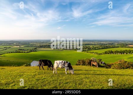 Cows grazing on Firle Beacon in the South Downs, with a view over the countryside below Stock Photo