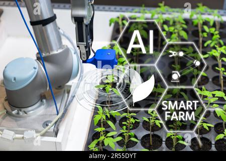 A robot in a greenhouse evaluates the quality of tomato seedlings using a sensor. Smart farming concept. Stock Photo