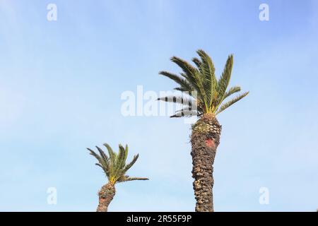 Two Palm Trees Isolated in Blue Bright Sky Stock Photo