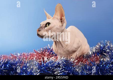 Adorable Sphynx cat with colorful tinsels on blue background Stock Photo