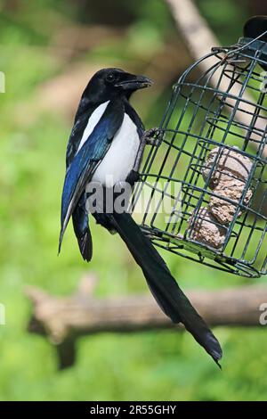 Magpie hanging on fat ball feeder Stock Photo