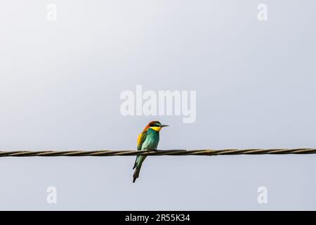Bee-eater sitting on a wire and looking Stock Photo